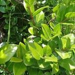 Acokanthera schimperi Blatt