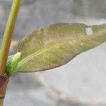 Persicaria hydropiper Leaf