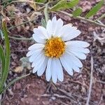 Layia glandulosa Flor