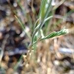 Delphinium peregrinum Лист