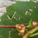 Vitis rotundifolia Frucht