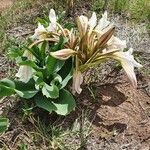 Crinum macowanii Hábitos