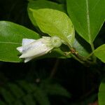 Lycianthes pauciflora Цвят