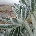 Lupinus alopecuroides Blad