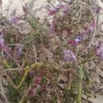 Echiochilon fruticosum Flor
