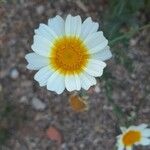 Glebionis coronaria 花