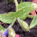 Pulmonaria officinalis Hoja