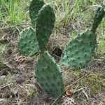 Opuntia macrorhiza List