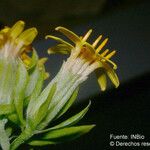 Trixis inula Flor