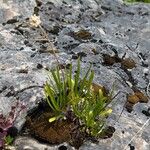 Tetraneuris herbacea Habit