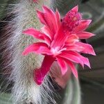 Cleistocactus winteri Λουλούδι