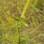 Salix viminalisFlower