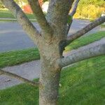Crataegus viridis Azala
