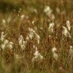 Eriophorum angustifoliumLeaf