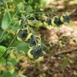 Cynoglossum amplifolium Habit