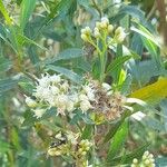 Baccharis salicina Çiçek