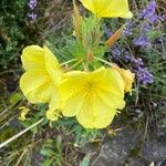 Oenothera glaziovianaFlor