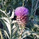 Cynara cardunculusFlower