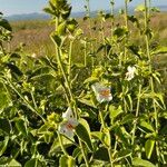 Hibiscus flavifolius 形态