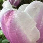 Tulipa lortetii Fleur