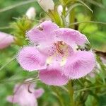 Agalinis fiebrigii Çiçek