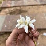 Millingtonia hortensis Floare