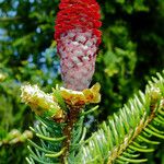 Picea abies Цвят