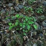 Plumbago zeylanica Habit