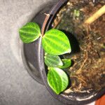 Peperomia quadrangularis Leht