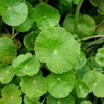 Hydrocotyle verticillata Feuille