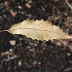Quercus lancifolia Blatt