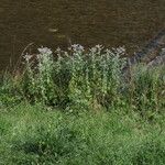 Mentha longifolia عادت