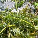 Elodea densa 葉