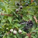 Corymbia ficifolia Fruit