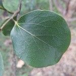 Scolopia heterophylla Frunză