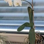 Phalaenopsis amabilis عادت
