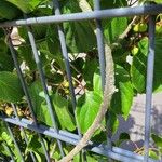 Actinidia arguta Bark