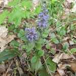 Ajuga reptansCvet