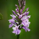 Dactylorhiza maculataVirág