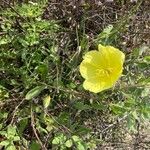 Oenothera drummondii Blüte