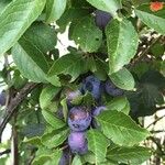 Prunus spinosa Plod