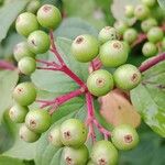 Cornus sanguinea Fruit