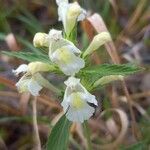 Galeopsis segetum Flower