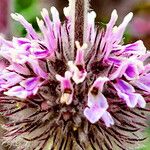 Marrubium supinum Fula