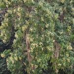 Millingtonia hortensis Hábito