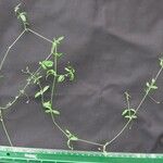 Arenaria lanuginosa മറ്റ്