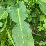 Rumex pulcher Leaf