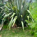 Phormium tenaxFolla