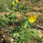 Doronicum columnae Hábito
