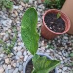 Calla palustris Blatt